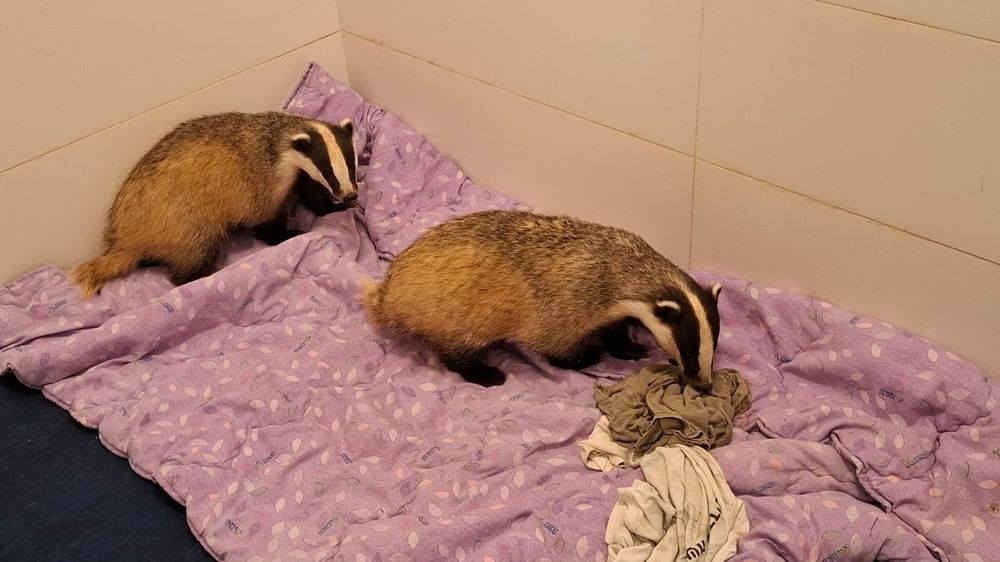 Ils ont retrouvé des animaux sauvages protégés qui étaient détenus à Tul Karem, un suspect arrêté