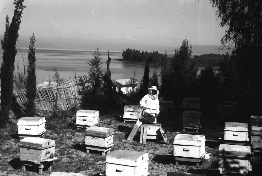Un pionnier apiculteur : l'abeille juive de la Terre d'Israël était allergique aux abeilles
